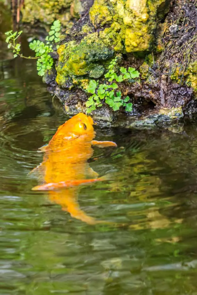 The gold fish in small pond is eating the green leaves on the rock, near the pond.