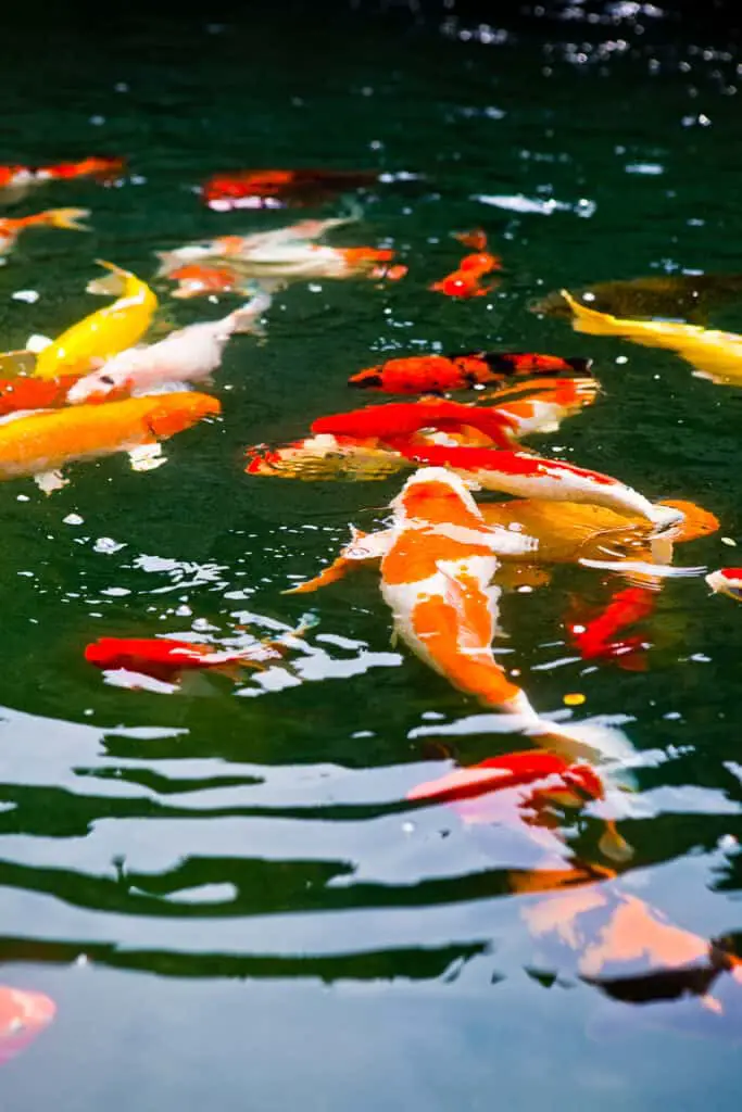 Beautiful Japanese koi carp in a tropical pond