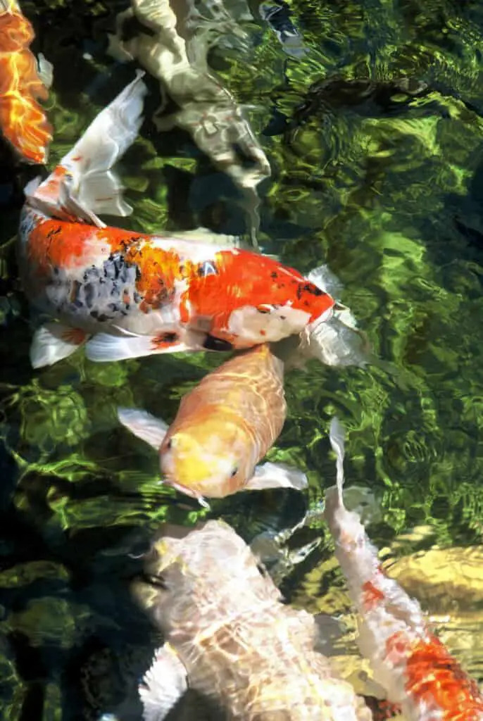 Koi Fish, in pond. Scientific name:Cyprinus carpio, Family Cyprinidae.