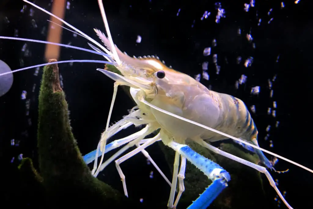 Giant freshwater prawn or giant river shrimp in tank