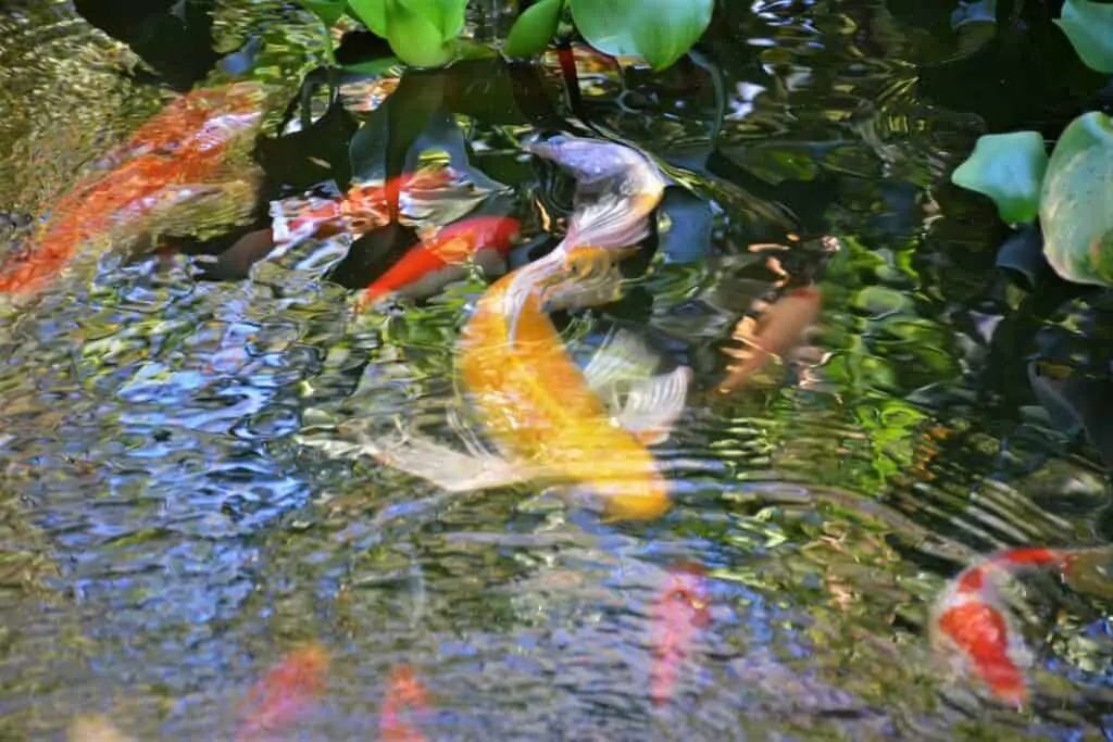Beautiful Yellow Butterfly Koi Fish swimming in the pond with other Orange and White Fish