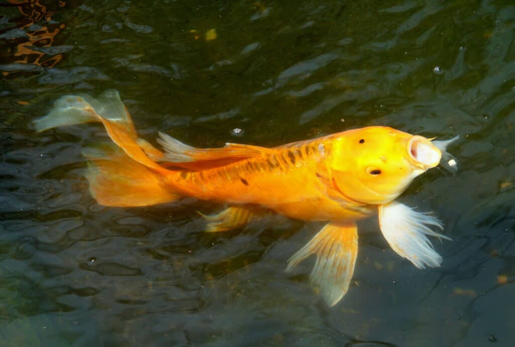 A gold color butterfly koi fish on the surface of the water eating pellets