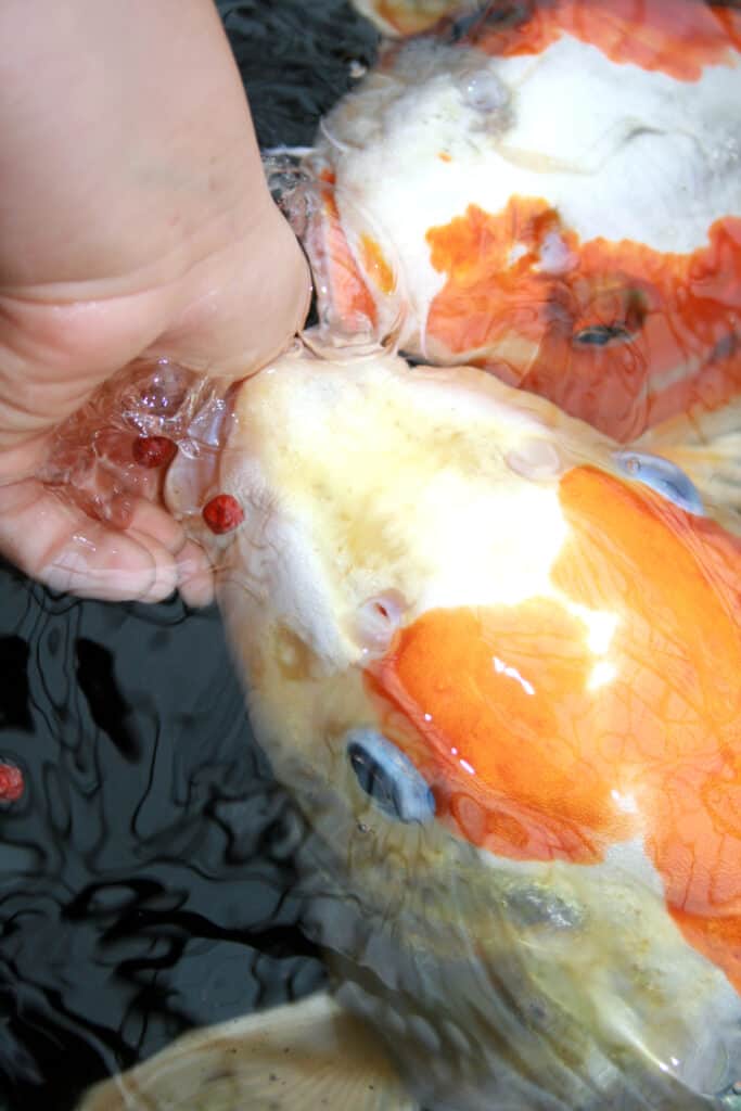 Boy s hand feeding Japanese koi (Cyprinus carpio).