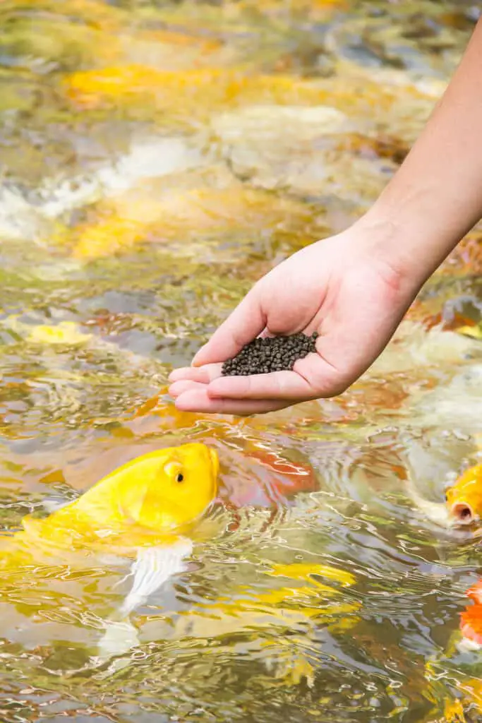 Feeding koi with hand