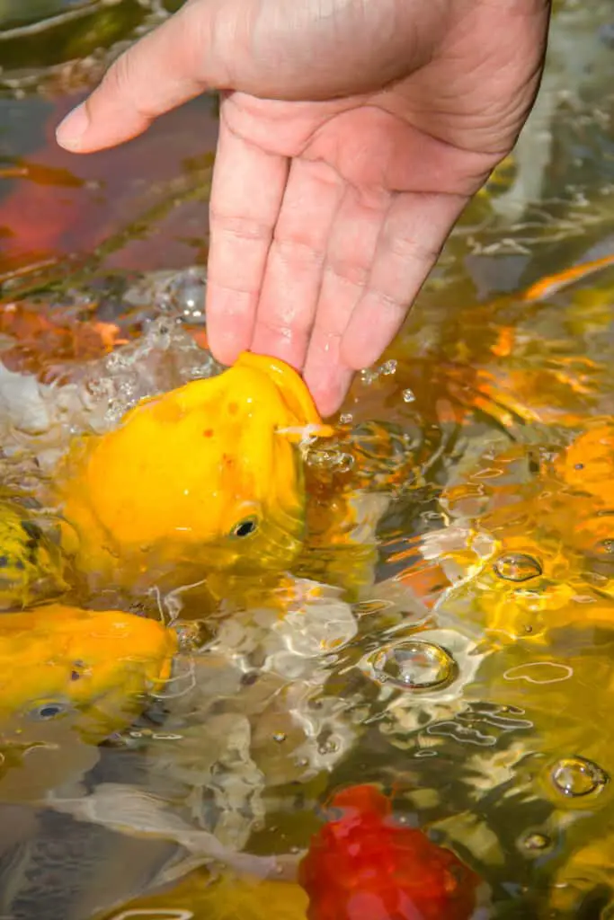 Feeding koi with hand