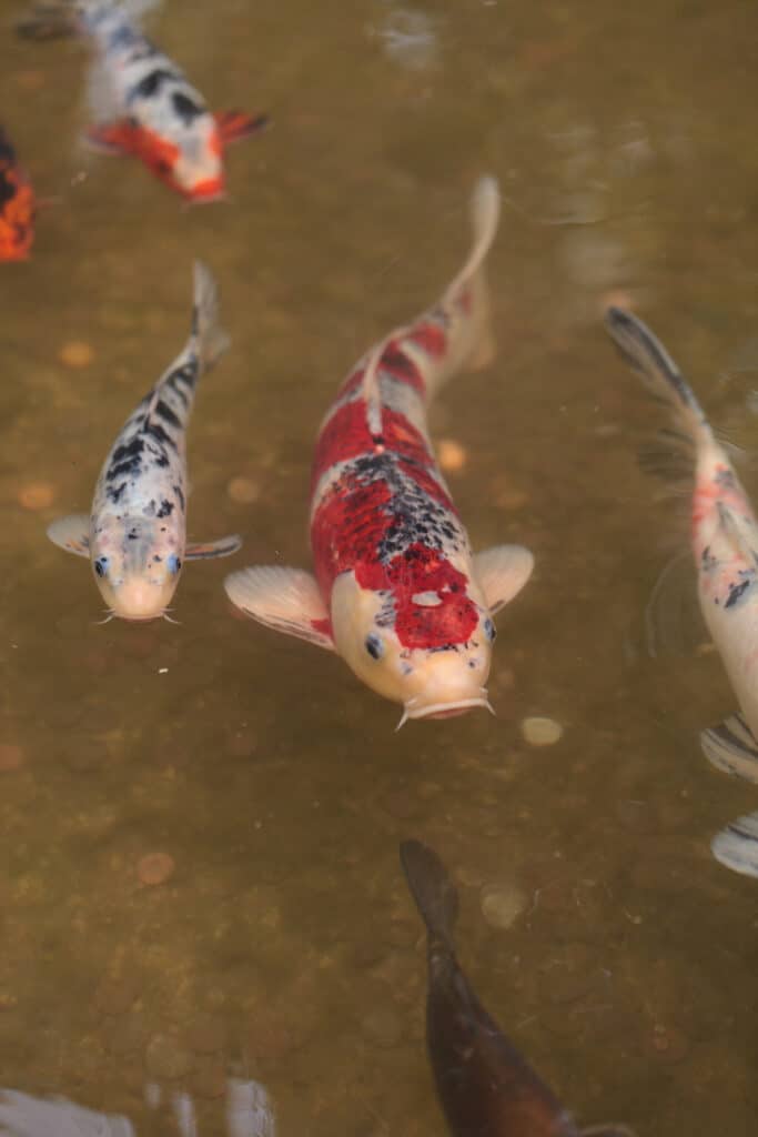 Koi fish, Cyprinus carpio haematopterus, eating in a koi pond in Japan