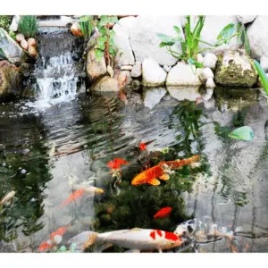 A Complete Guide To Maintaining A Koi Pond - Pond Heaven