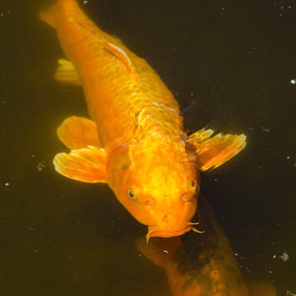 Gin Rin Chagoi Koi swims near the surface. Having a close genetic relationship with wild carp, Chagoi are some of the friendliest and most docile koi. They are the easiest to train to hand feed. Gin Rin Chagoi and Doitsu Chagoi are variations of Chagoi.