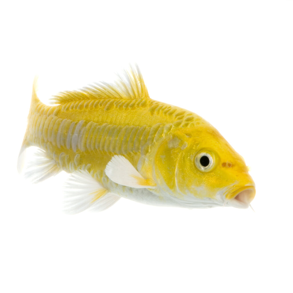 Koi - YAMABUKI OGON swimming in front of a white background