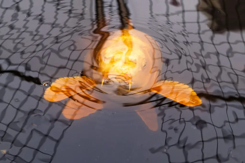 Large golden Koi fish about to surface looking up at the camera. There are reflections in the water from a mesh pond cover.