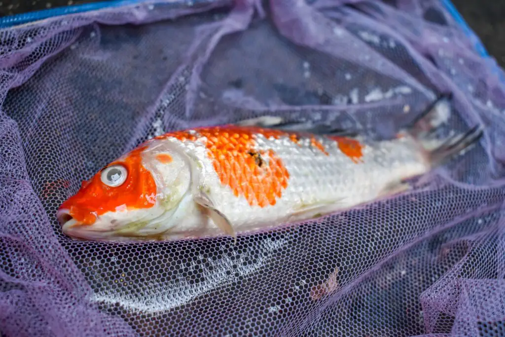 Kohaku Koi fish died due to poor water quality i.e. ammonia poisoning. Catched by fishing net.