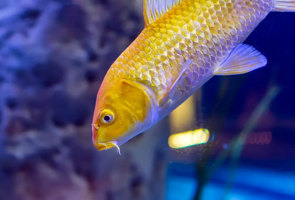 Golden yellow Ogon Koi carp Cyprinus rubrofuscus `koi` fancy fish swimming in aquarium. Ogon is a metallic koi of one color only hikarimono. The Japanese name means `gold