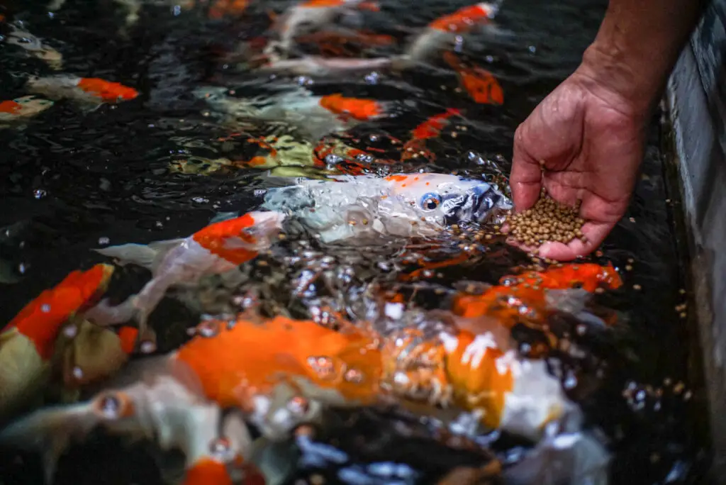 a man feeding the fish in the pond. Koi fish are fighting food in hand.