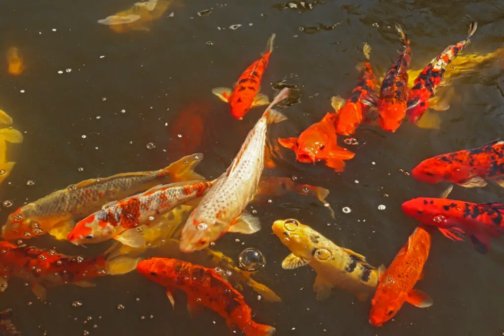 Red, orange, yellow and black Amur carp or ornamental koi Cyprinus rubrofuscus look for food in a pond