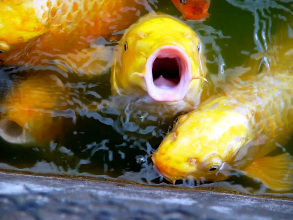 Carp with mouth wide open.