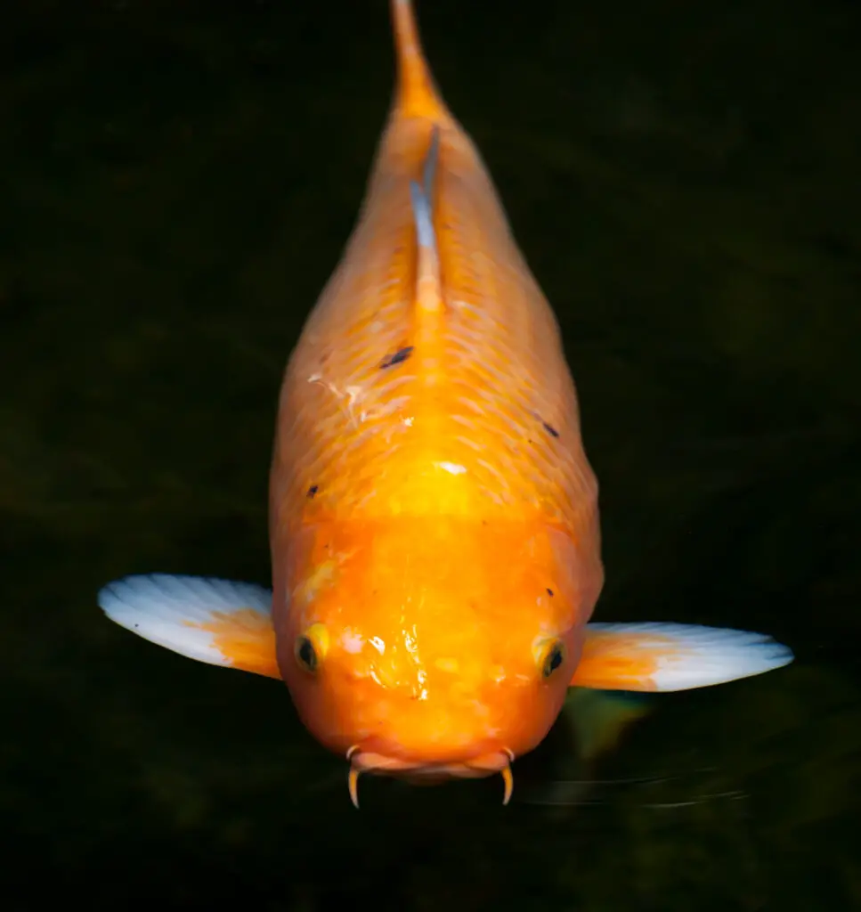 Orange Ogon Koi (Cyprinus carpio) with specks of black and white fins swimming at the surface of the water in an ornamental pond