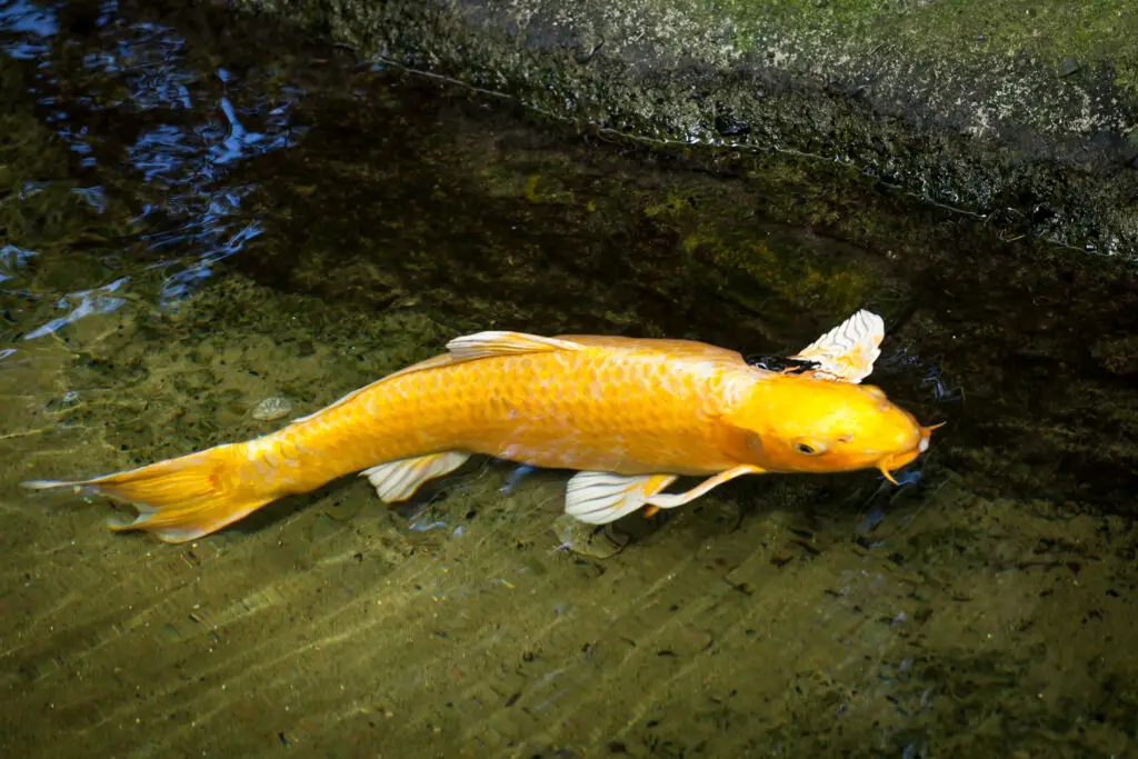 Gold and White Ogon Koi Swimming at Edge of Pond