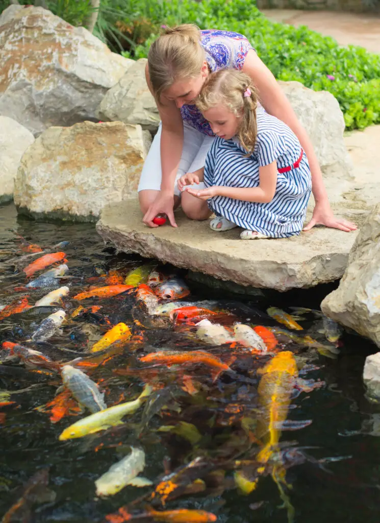 Woman and daughter feeding fishes in pond.