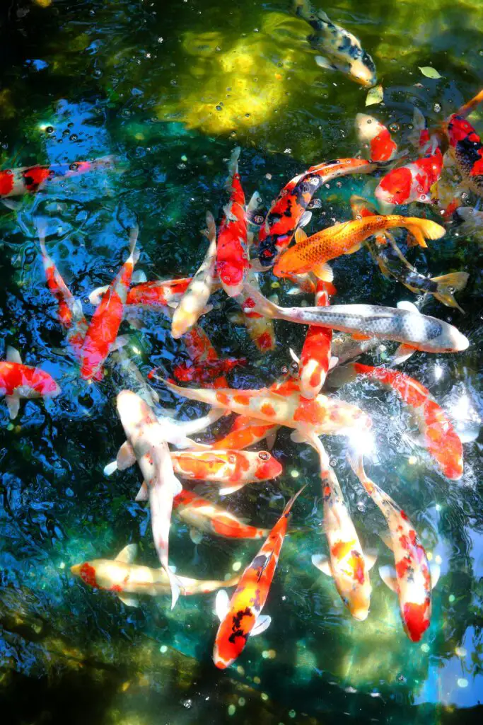 A swarm of colorful and beautiful koi fishes swim carefree and happily in the pond.