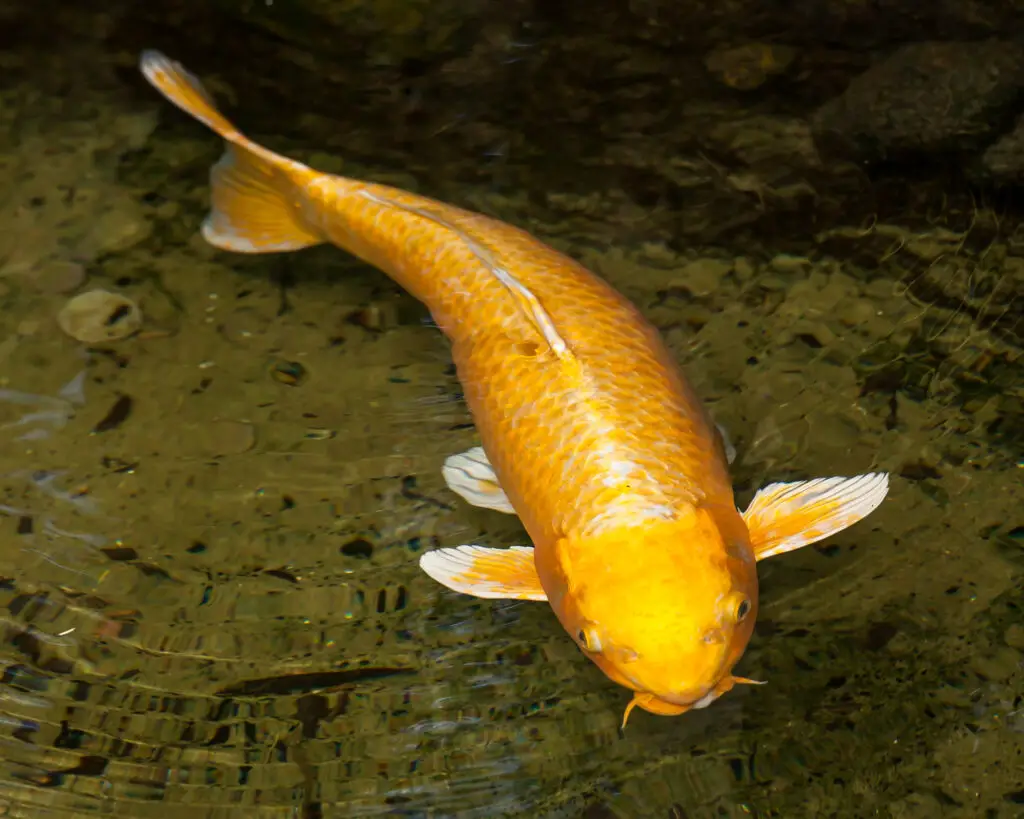 Gold and White Ogon Koi Swimming at Edge of Pond