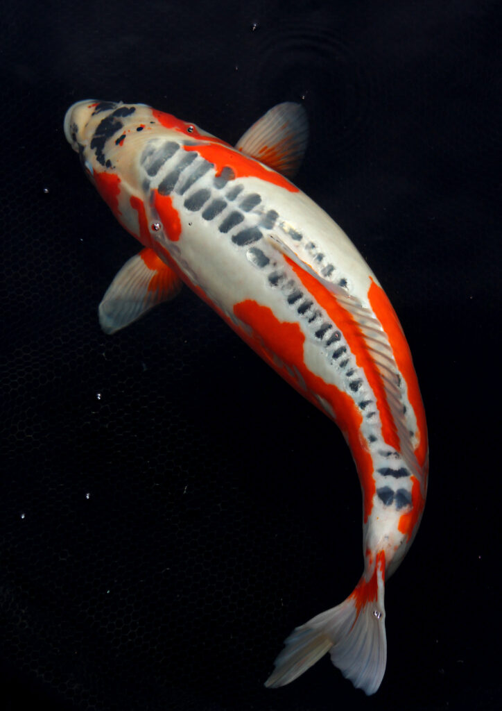 Shusui koi fish
