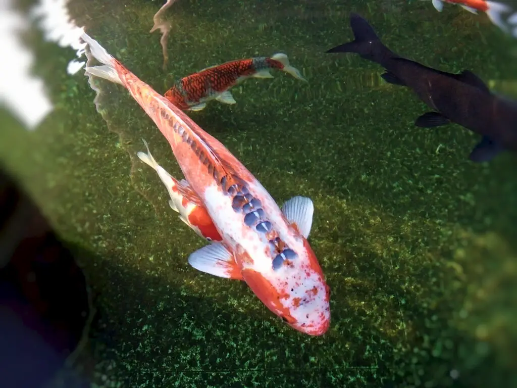 Shusui koi fish