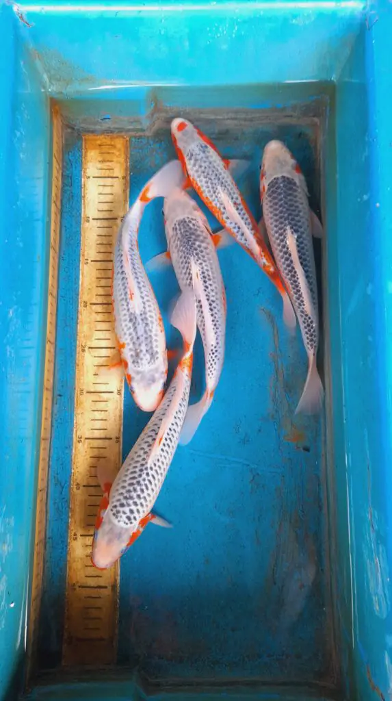 Asagi koi fish