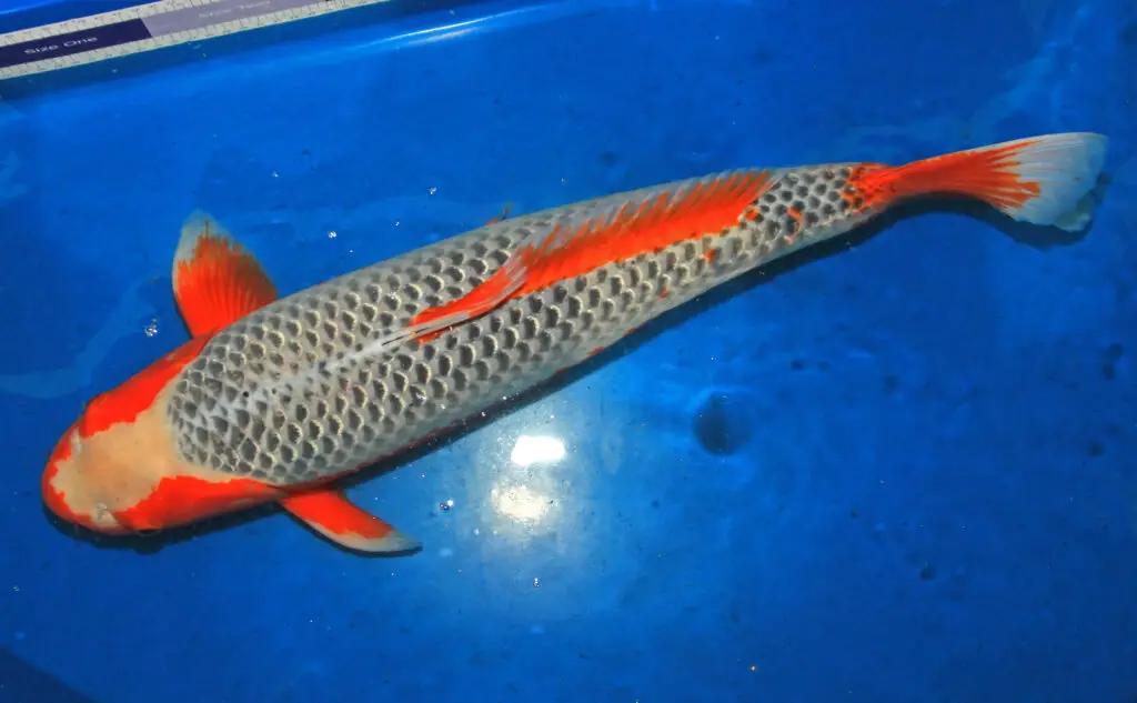 asagi koi fish