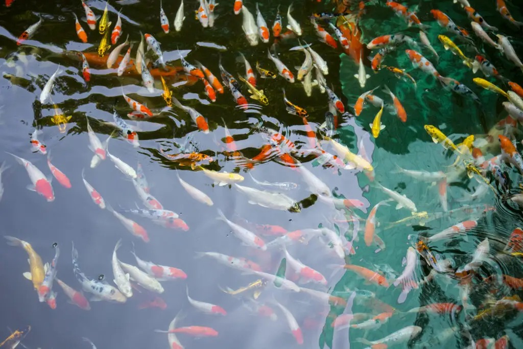 Large koi pond