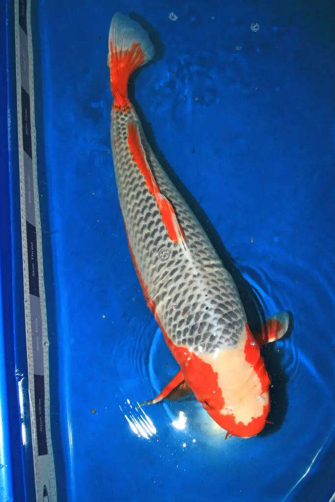 Asagi koi fish