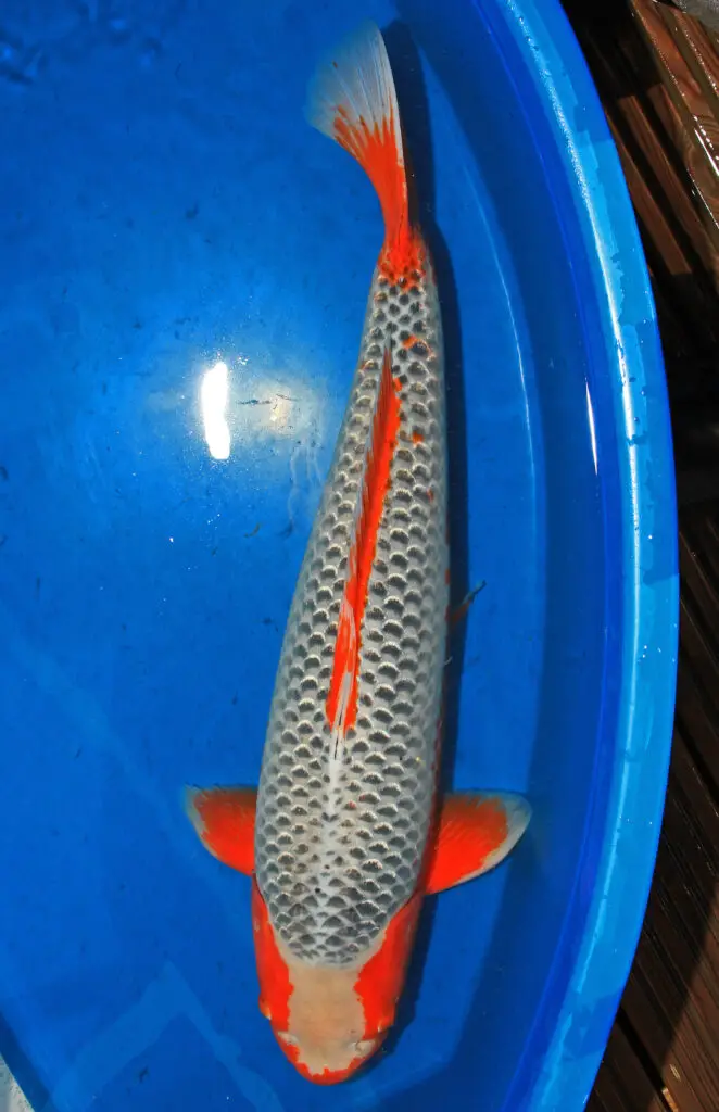 Asagi koi fish