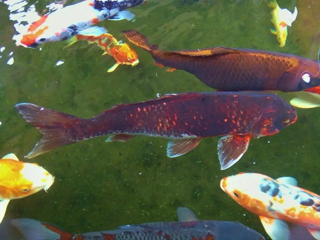 chargoi koi fish