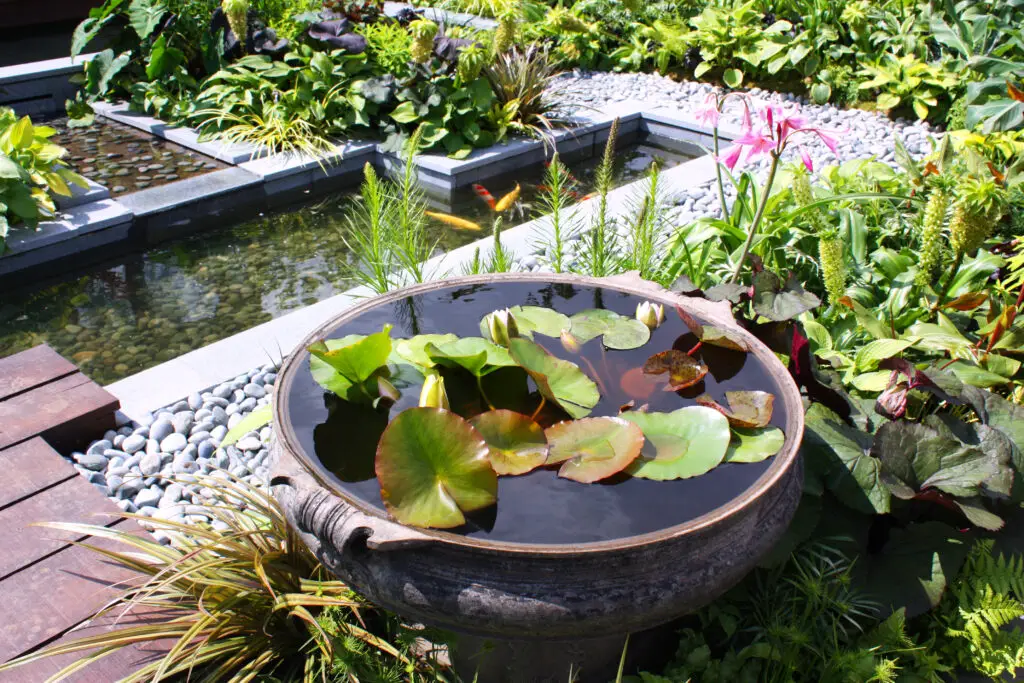 Fresh plants and lily pads in water in a garden