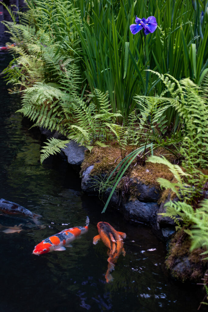 Iris and Koi fish in Koi Pond found in the Spring in the Portland Japanese Garden