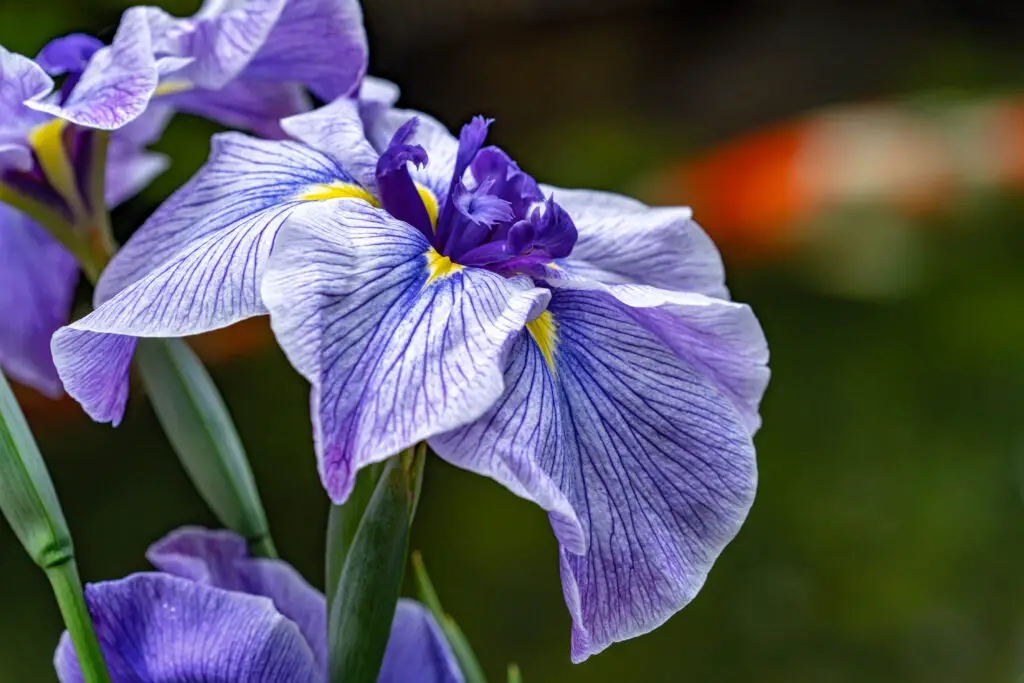 Iris Blooming at the Koi Pond at the Portland Japanese Garden During Summer at the Portland Japanese Garden in Portland, Oregon in Forest Park