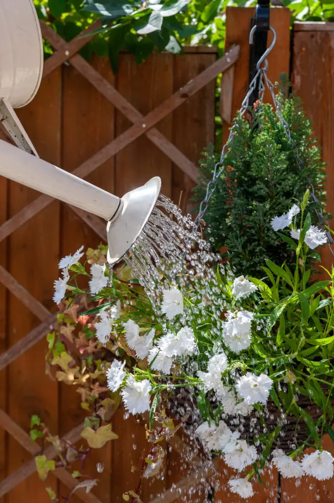 Watering plants with water can in hanging basket in the garden.