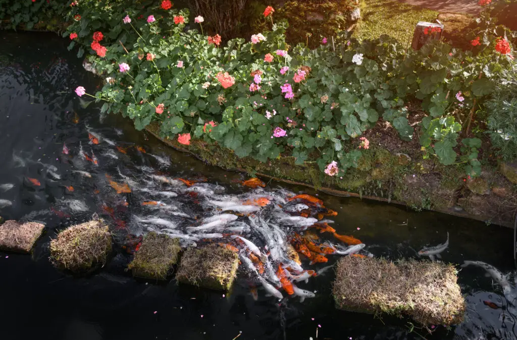 Koi fish in the garden pond with outdoor sun lighting