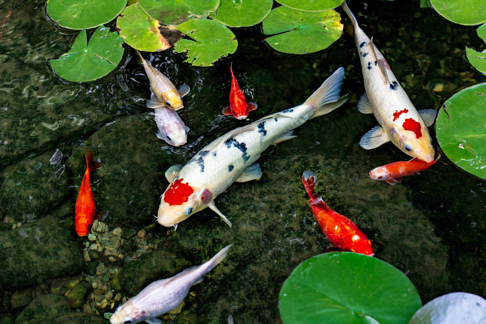 Can Axolotls Live With Koi Fish? - Pond Heaven