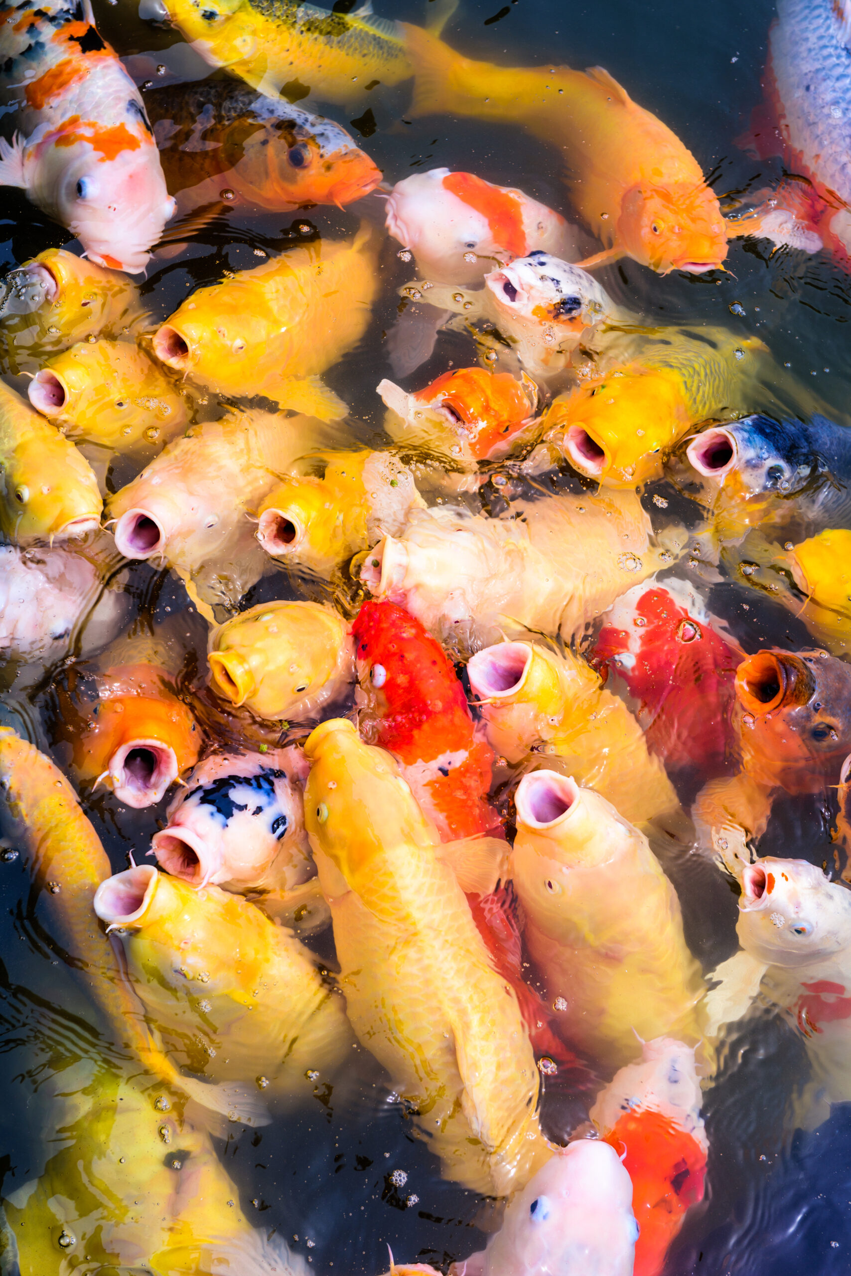 do-koi-fish-have-teeth-we-ask-the-experts-pond-heaven