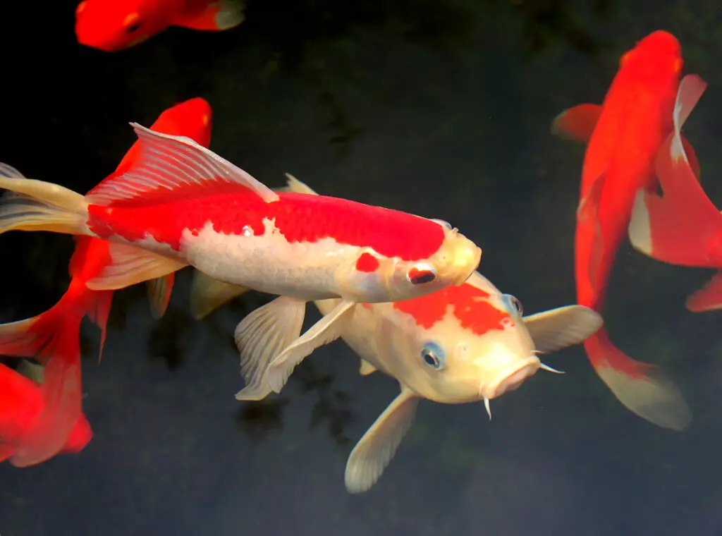 koi fish and goldfish