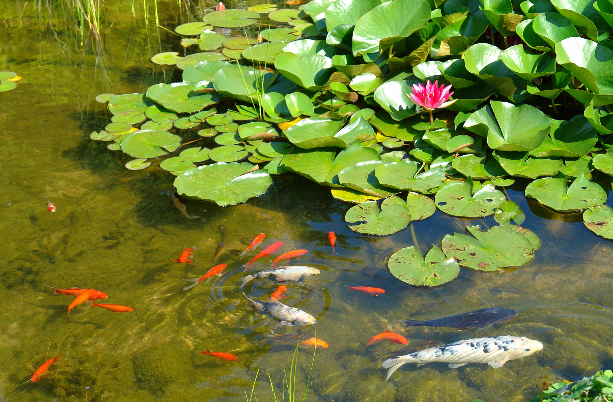 Will Frogs Eat My Pond Fish? - Pond Heaven