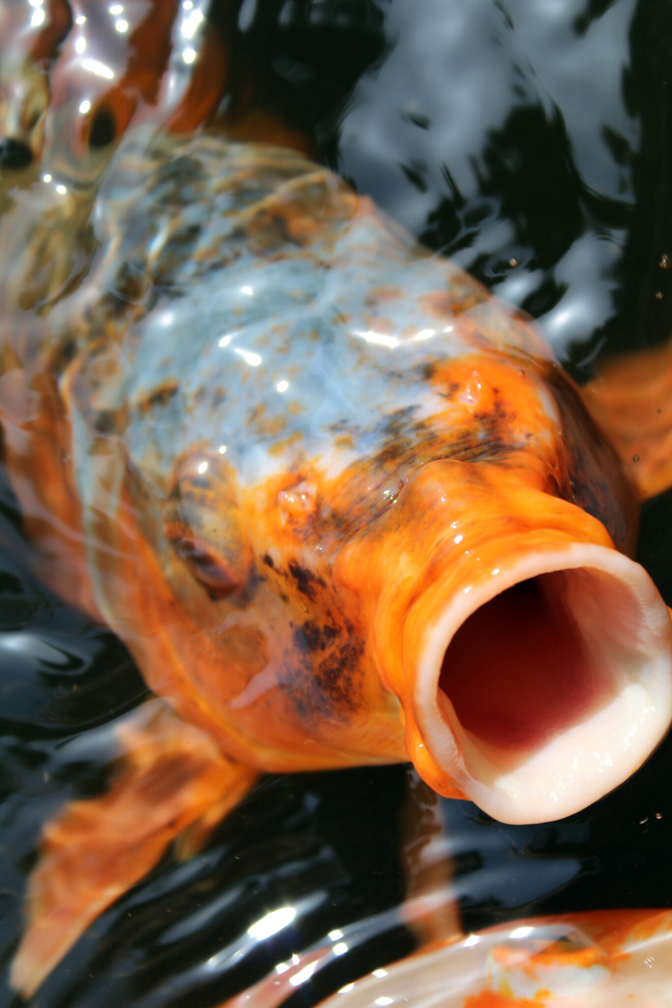 do-koi-fish-have-teeth-we-ask-the-experts-pond-heaven