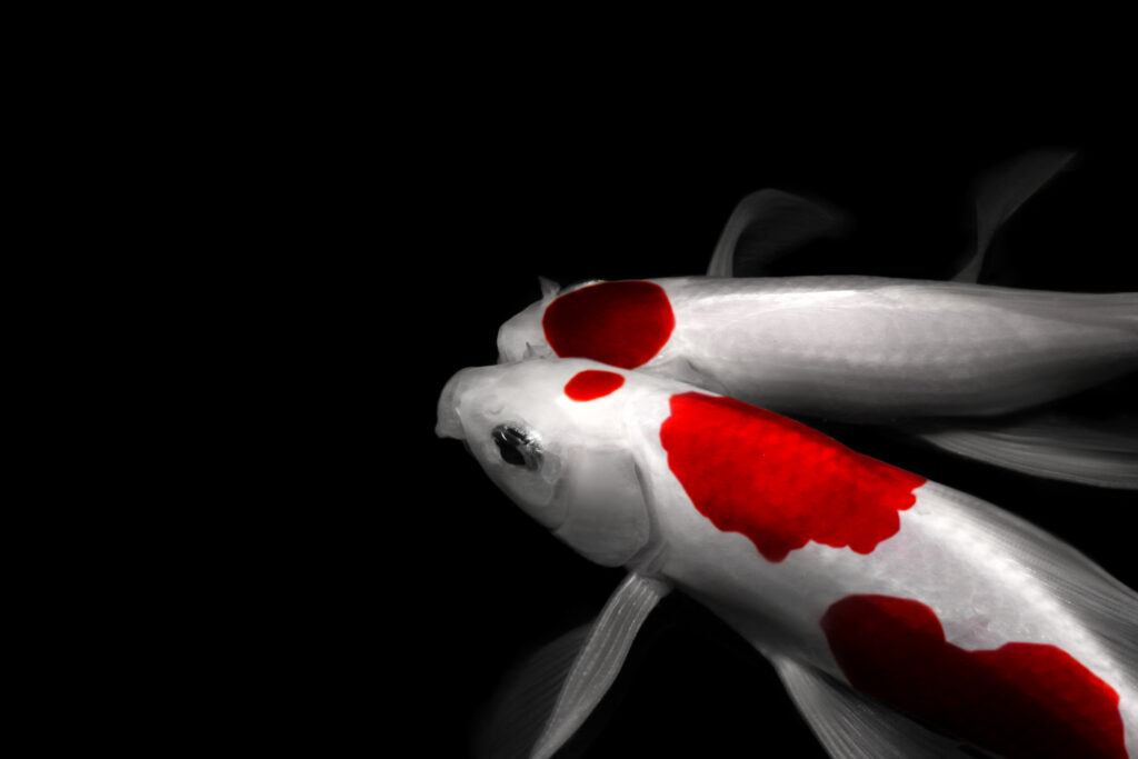 this is two fishs koi carp comet tancho kohaku traditional japanese aquarium isolated on background