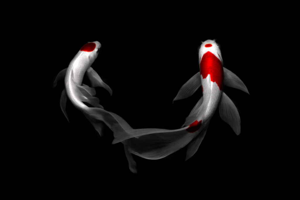 this is two fishs koi carp comet tancho kohaku traditional japanese aquarium isolated on background (2)