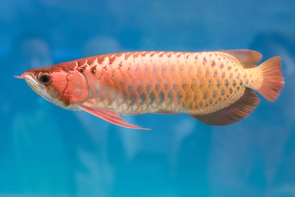 Arowana in aquarium, this is a favorite fish with long body, beautiful dragon shape colorful for decoration in the aquarium in the rich family