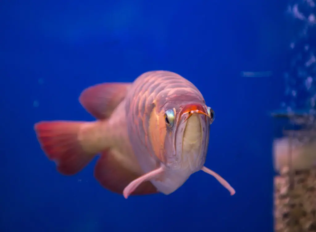 Asian arowana fish in a blue aquarium