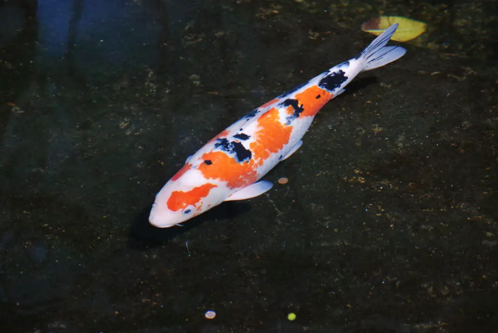 Bright Red Orange Koi - Aquatic Gardens and Pond, fish for garden waterhole, expensive decorative Japanese fishes, shubunkin goldfish, amur carp, Koi symbol of luck, prosperity and good fortune in Japan