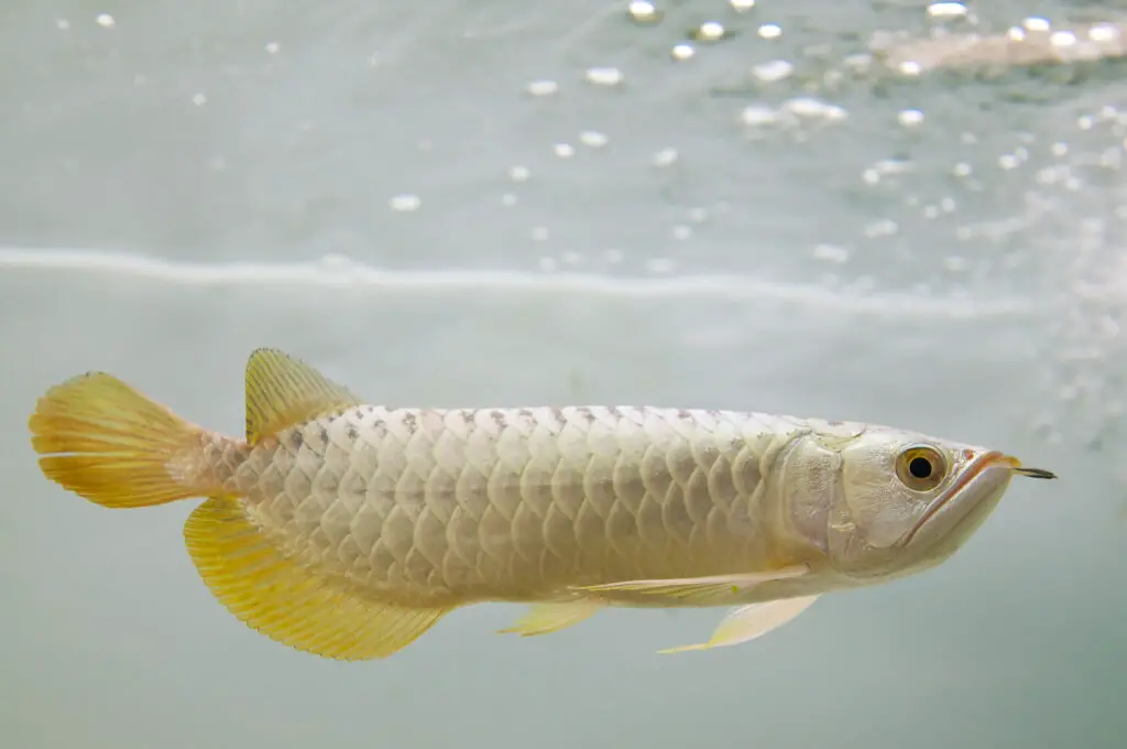 Arowana fish