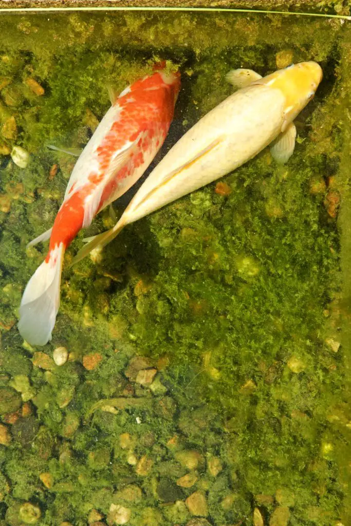 Koi carp in a pond with algae