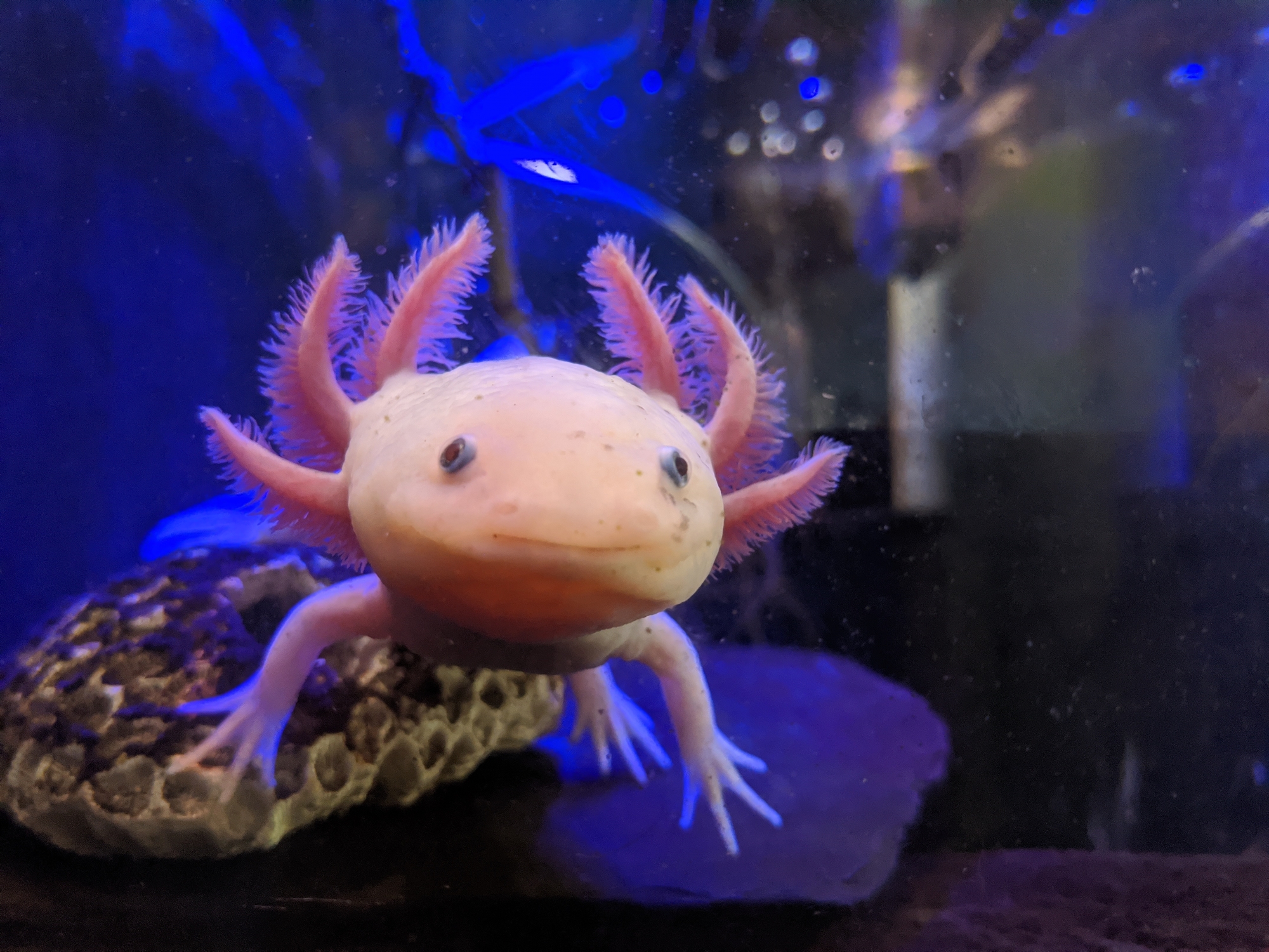 Can Axolotls Live With Koi Fish? - Pond Heaven